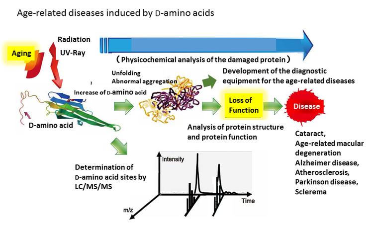 Ｄ－アミノ酸を分子指標とした研究紹介3 改Eng