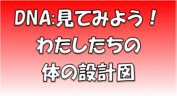 DNA:見てみよう！わたしたちの体の設計図